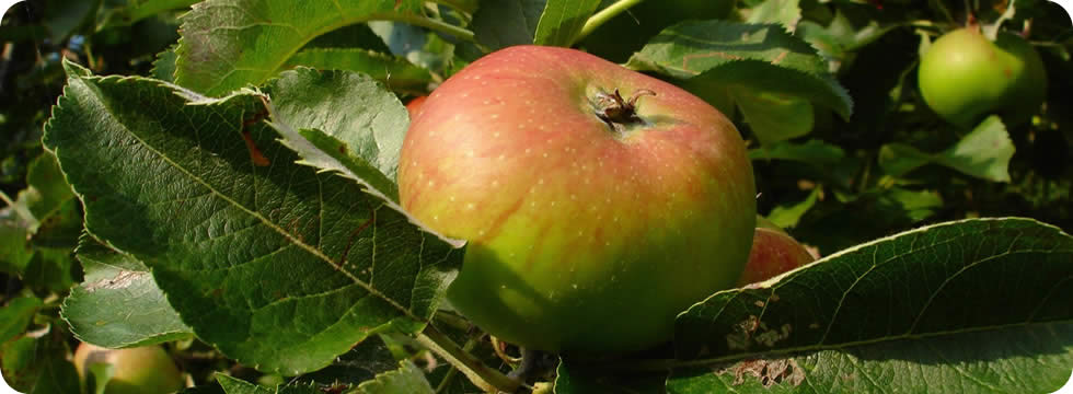 bramley apples on tree