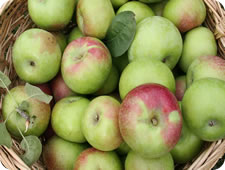davison quality foods bramley apple products